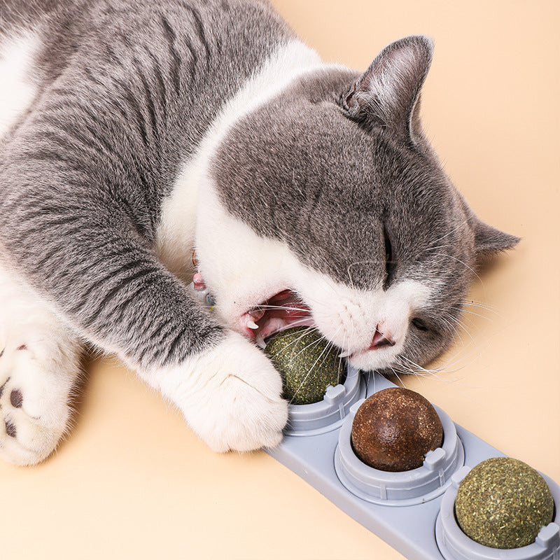 Cat's Molars, Cleaning Teeth, Biting And Digesting